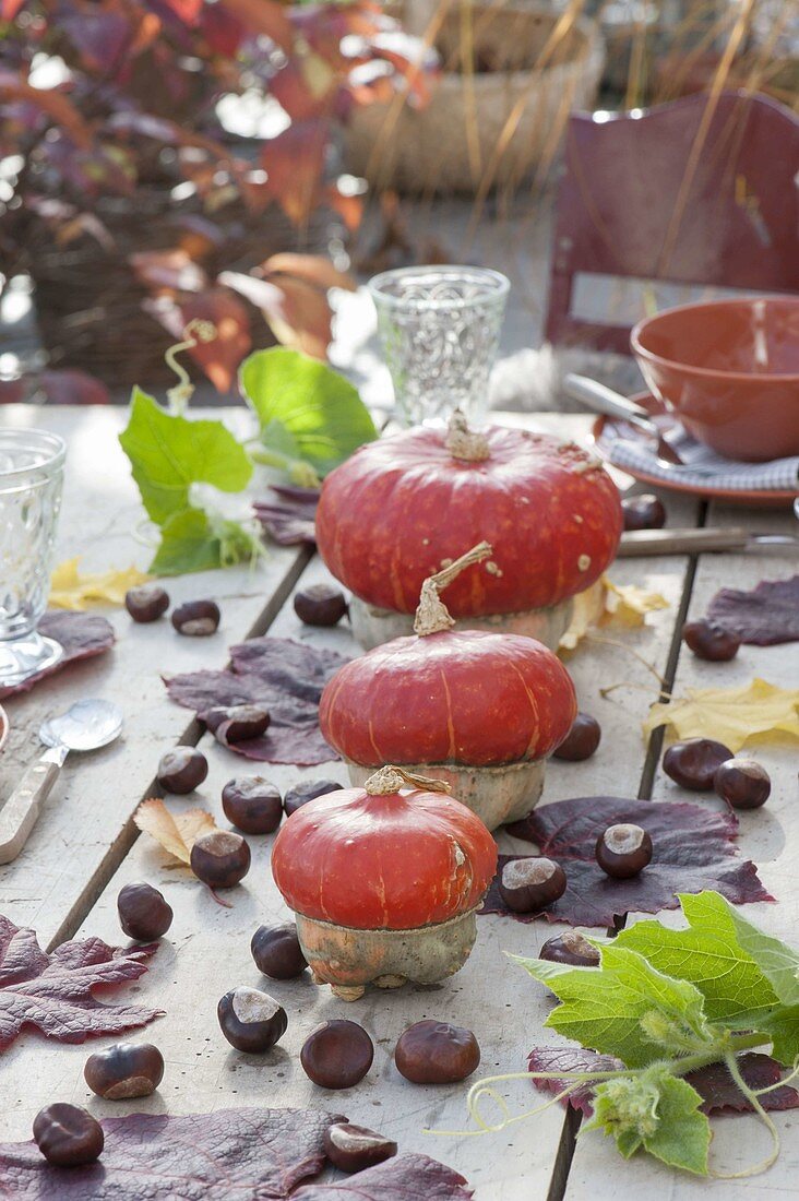 Autumn Table Decoration with Cucurbita (Turban Squash), Aesculus