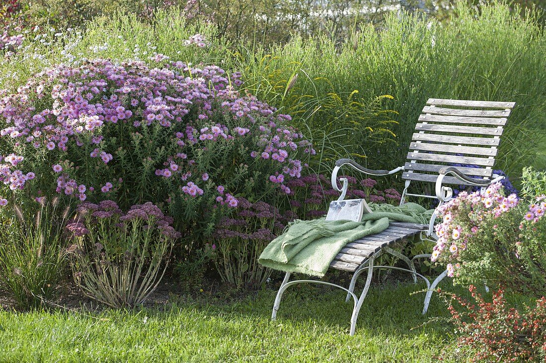 Chaise longue with Aster novae-angliae 'Barr's pink'