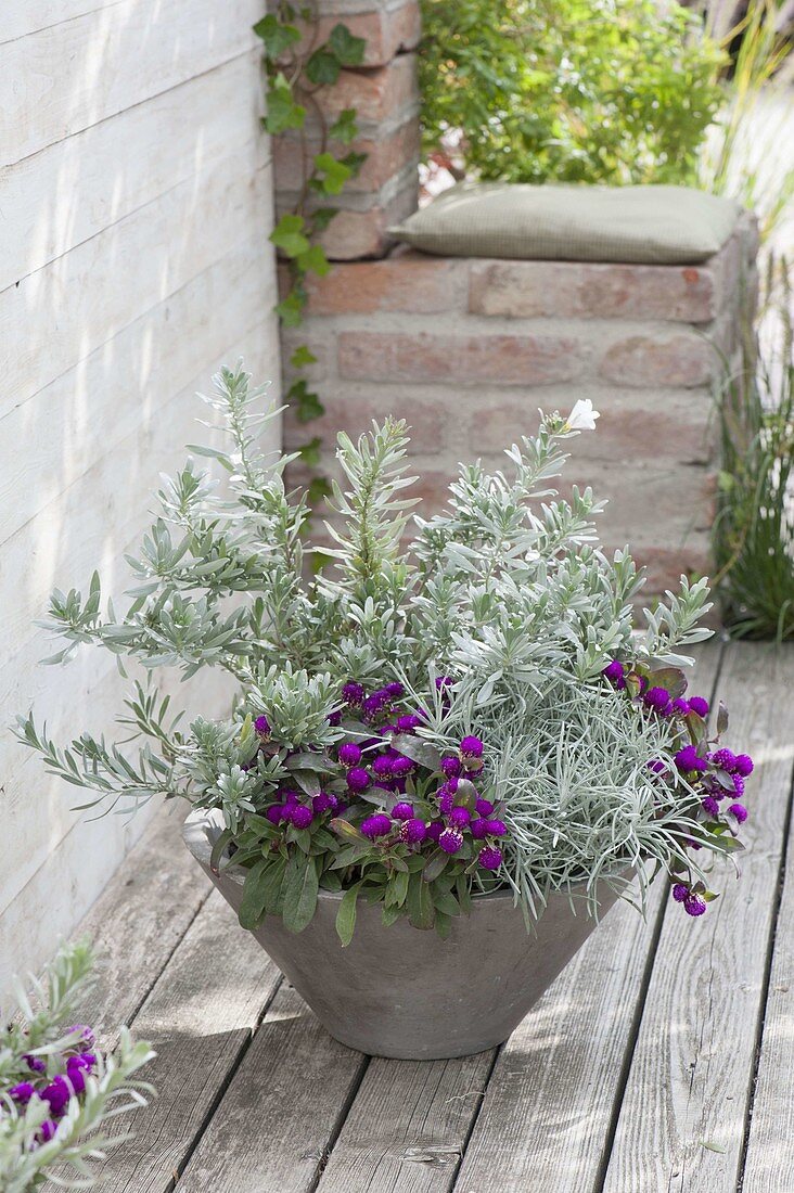 Gray bowl with Gomphrena globosa, Convolvulus