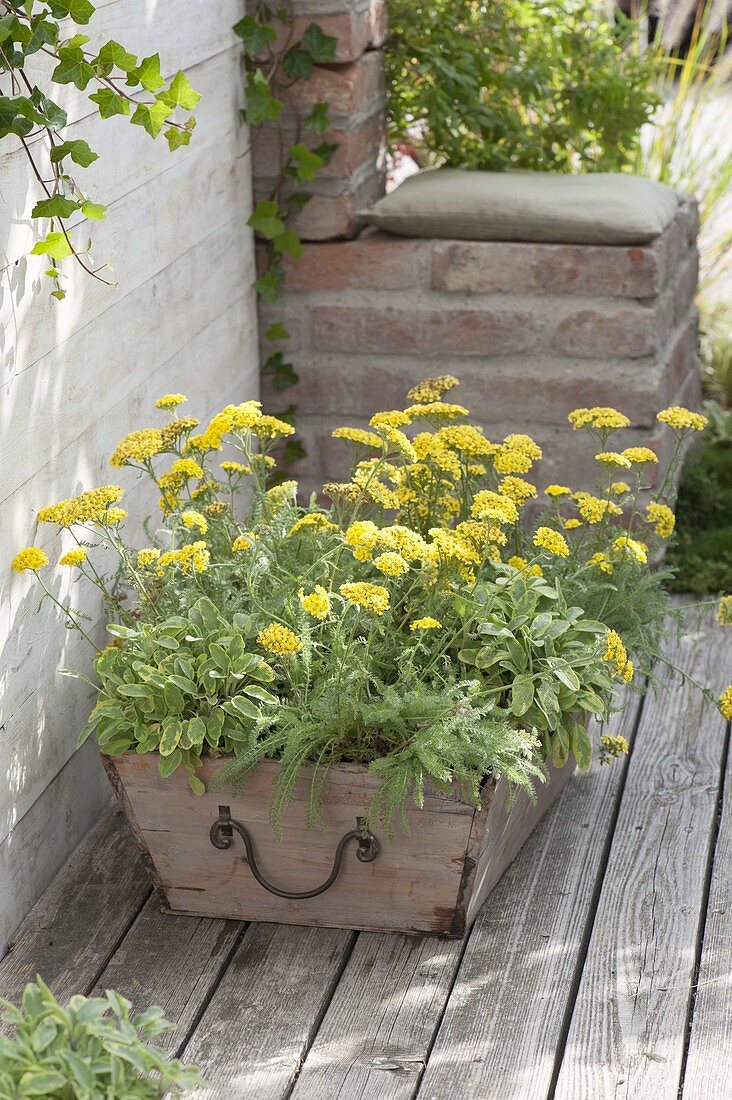 Gelb bepflanzter Holzkasten : Achillea Desert Eve 'Yellow' (Schafgarbe)