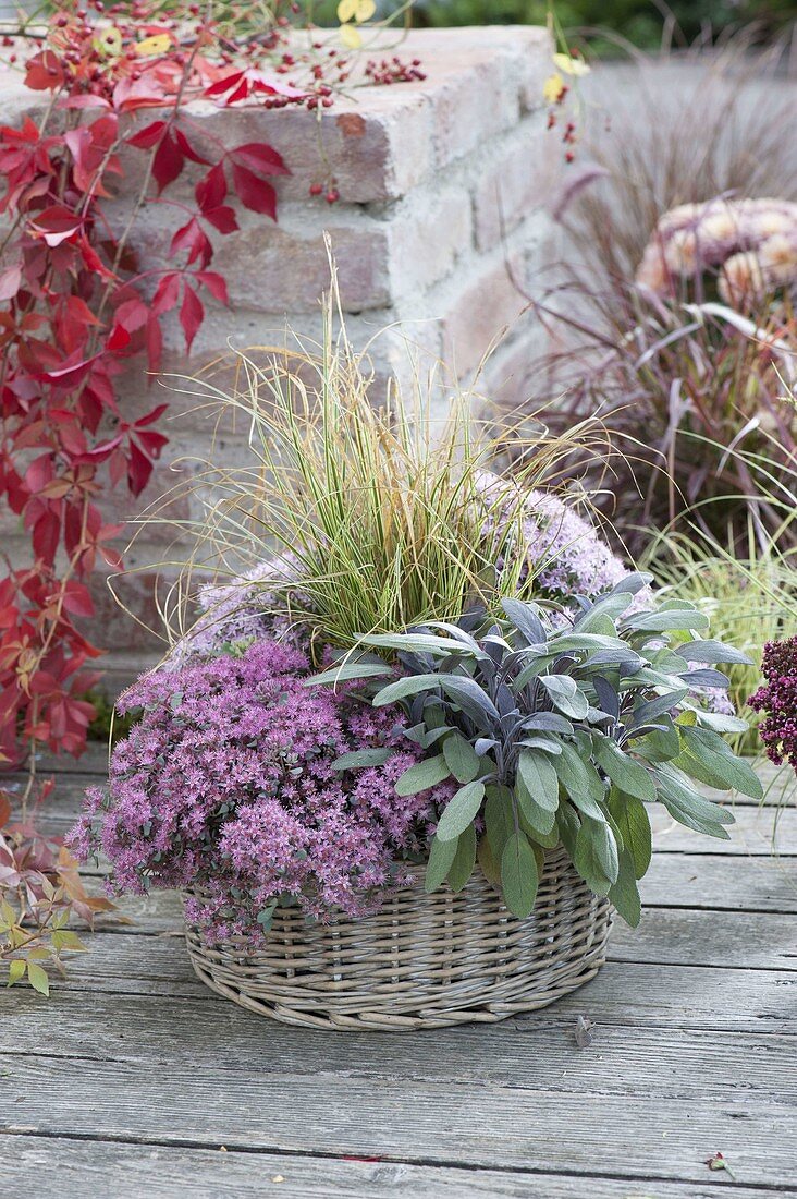 Korb mit Salbei 'Purpurascens' (Salvia officinalis) und Sedum cautiolum 'Rocky' (Himalaya-Fetthenne)