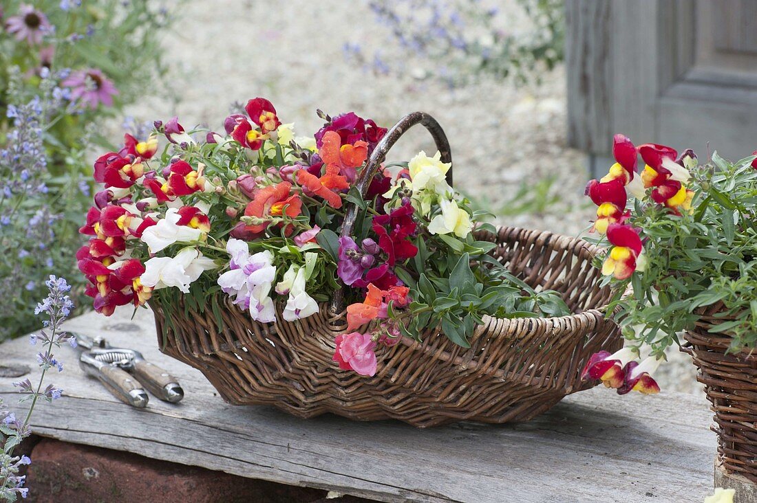 Basket of freshly cut Antirrhinum (snapdragons)