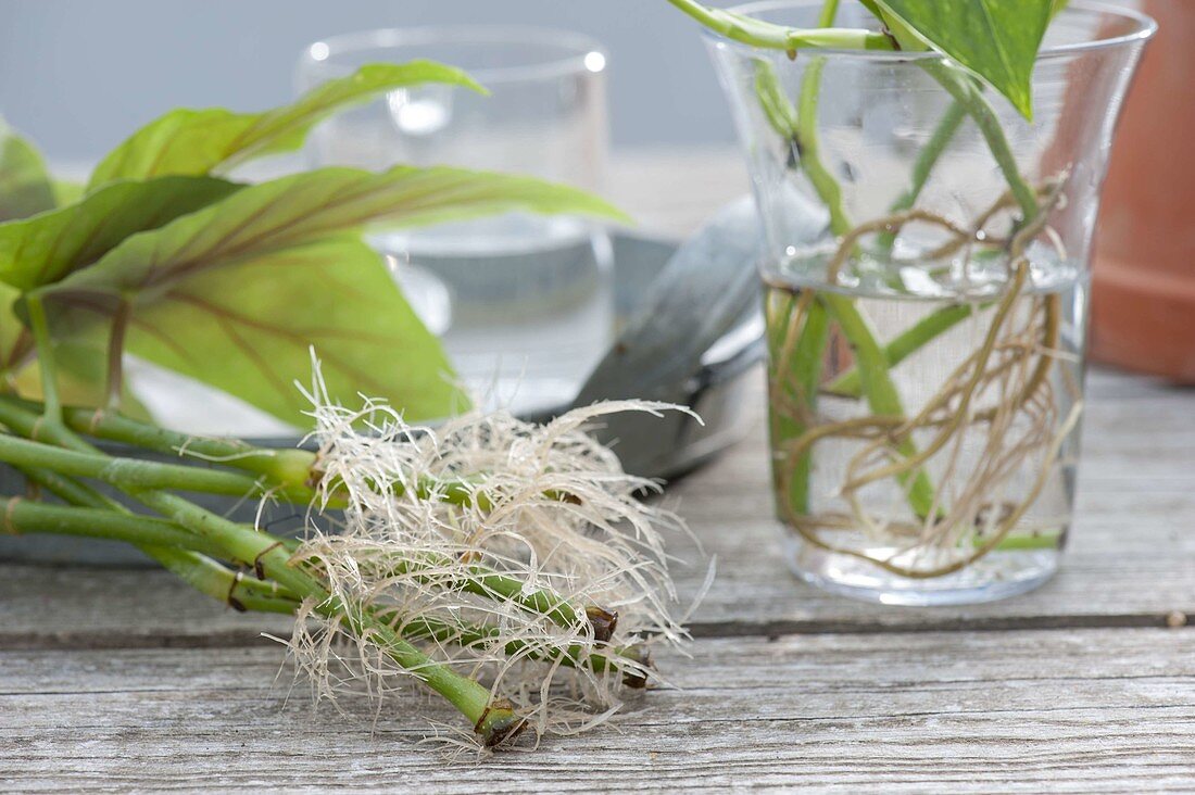 Houseplant cuttings, rooted begonia maculata cuttings