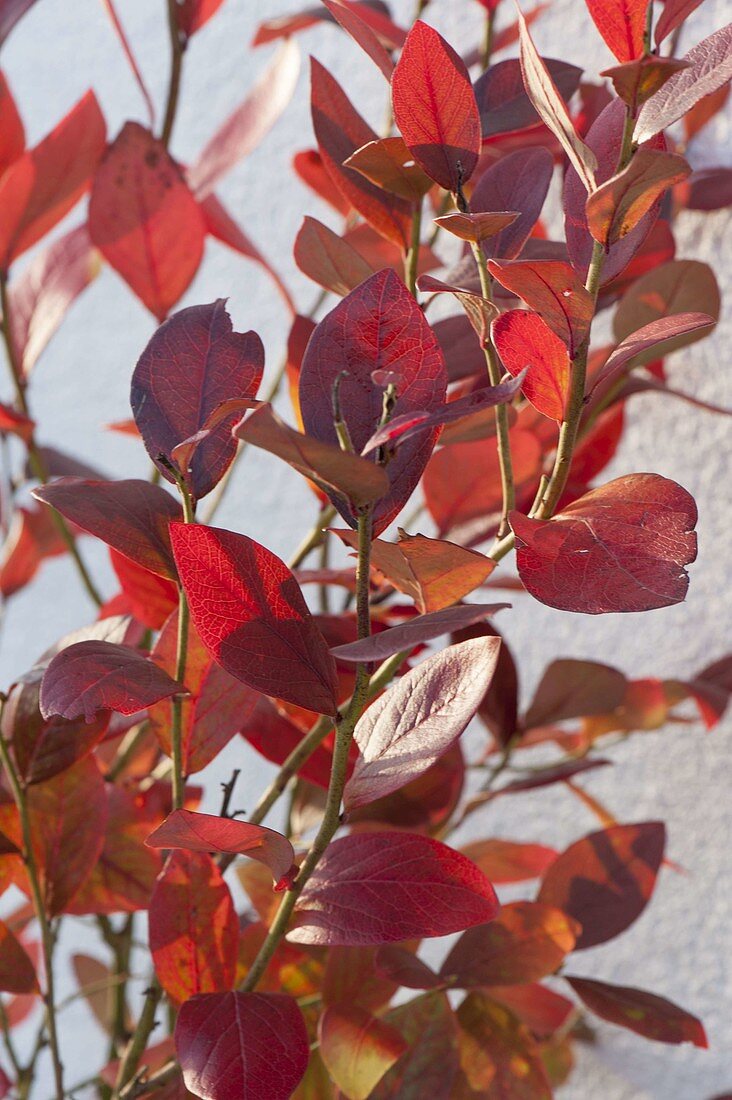 American blueberry in autumn coloration