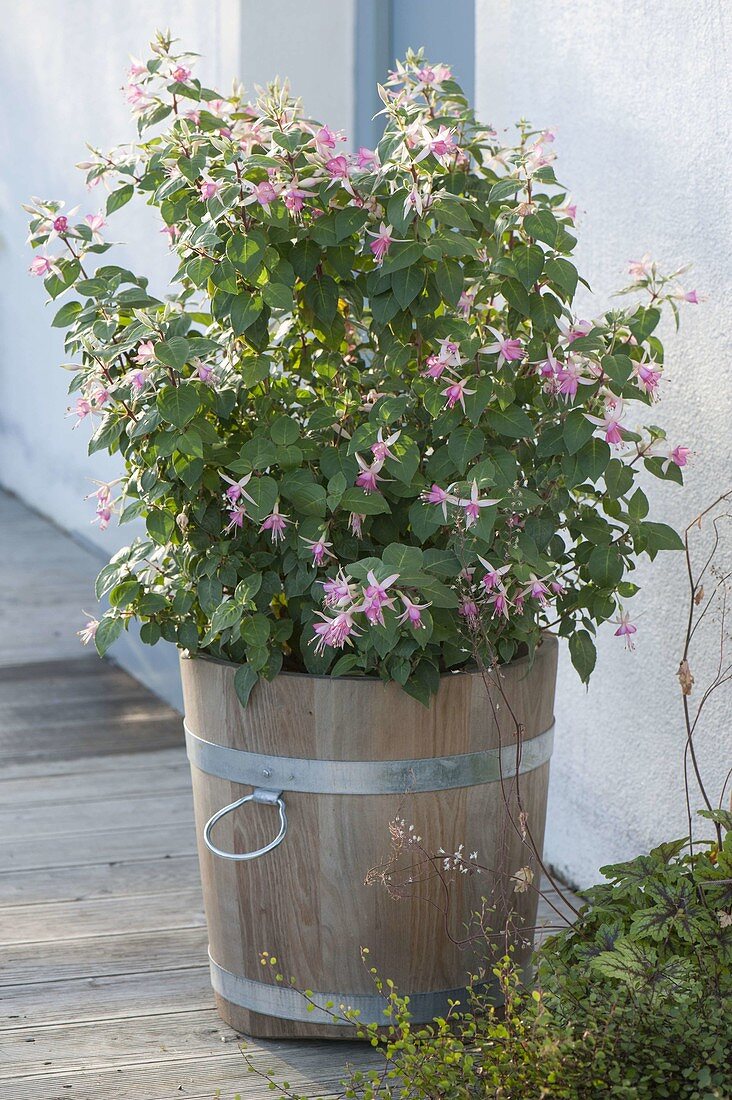 Fuchsia (Fuchsie) in Holz-Kübel neben Hauseingang