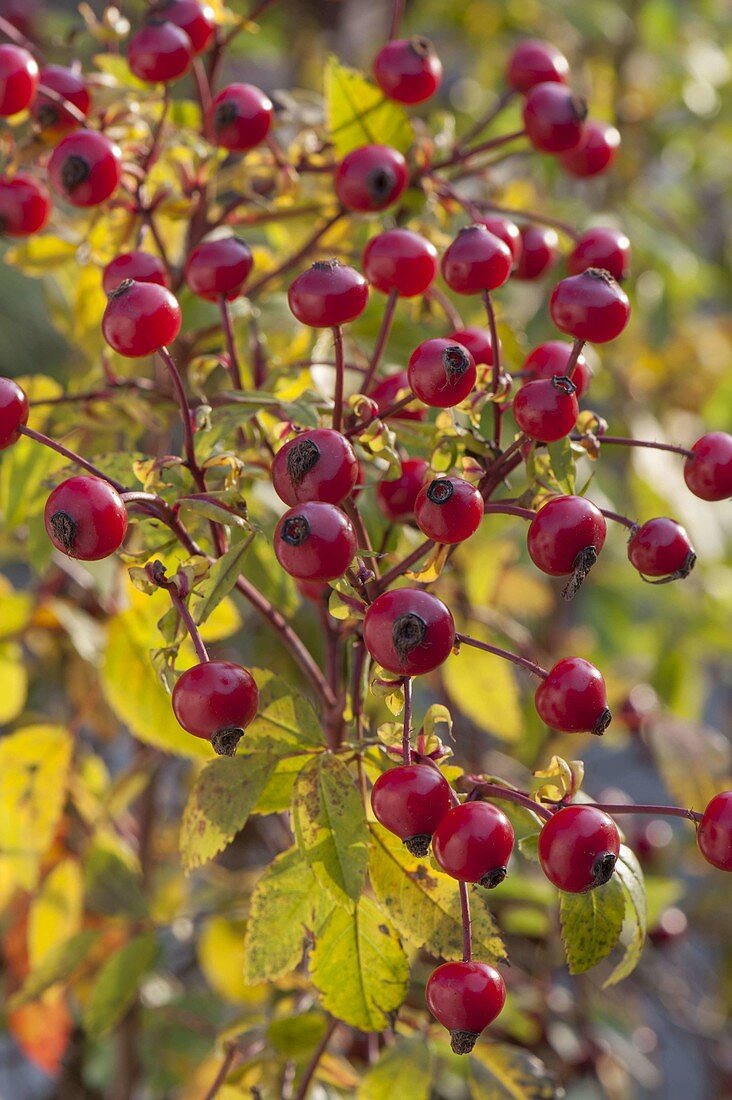 Pink 'Magical Delight' (Rose) with rose hips in autumn