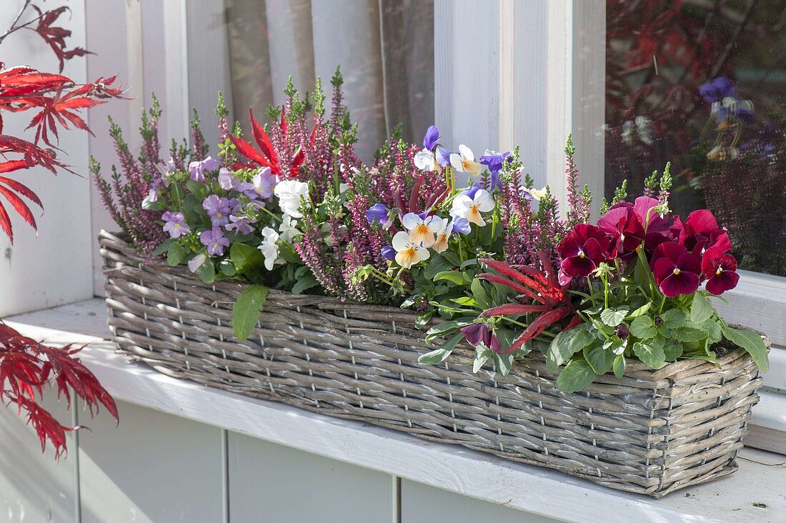 Basket with Calluna 'Garden Girls'