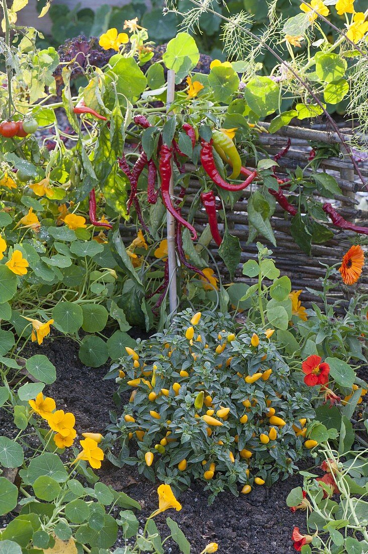 Pepperoni and ornamental paprika (Capsicum annuum) with Tropaeolum