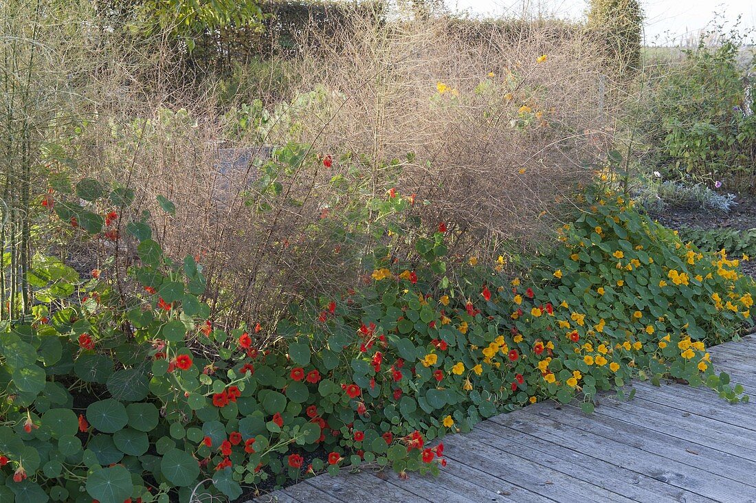 Tropaeolum majus (Kapuzinerkresse) schützt als Bodendecker