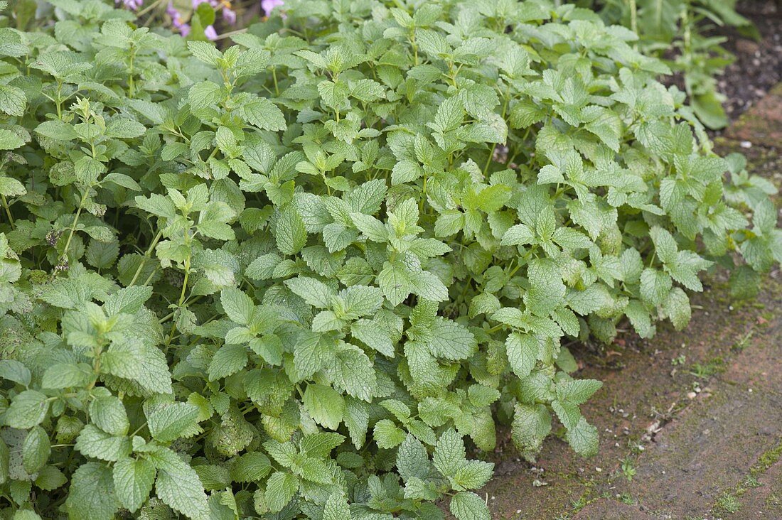 Lemon Balm