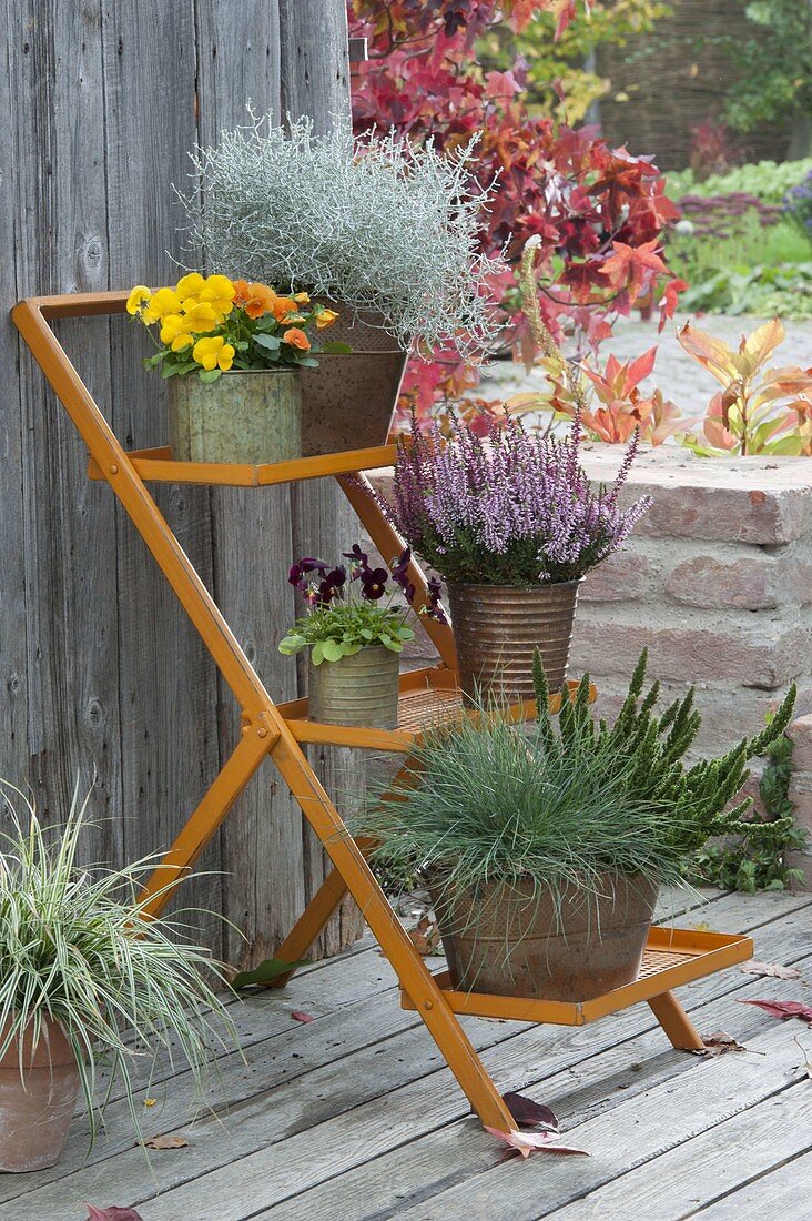 Orange plant stairs with Viola cornuta, Calocephalus