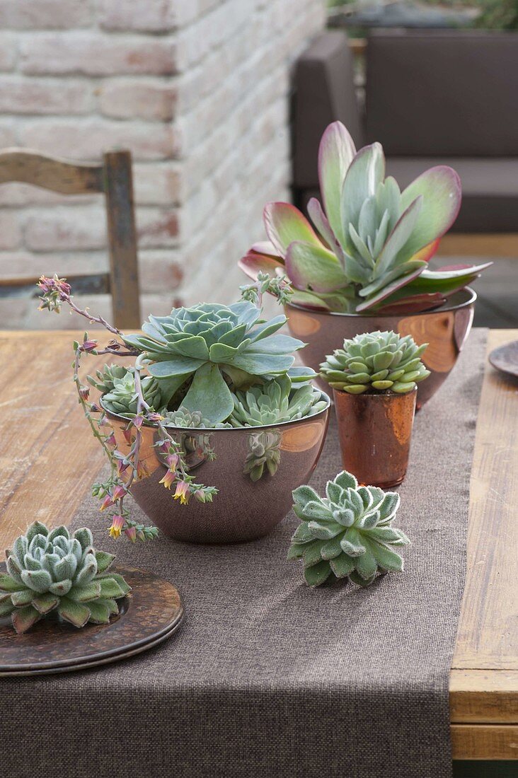 Echeveria (Echeverien) und Kalanchoe thyrsiflora (Wüstenkohl)