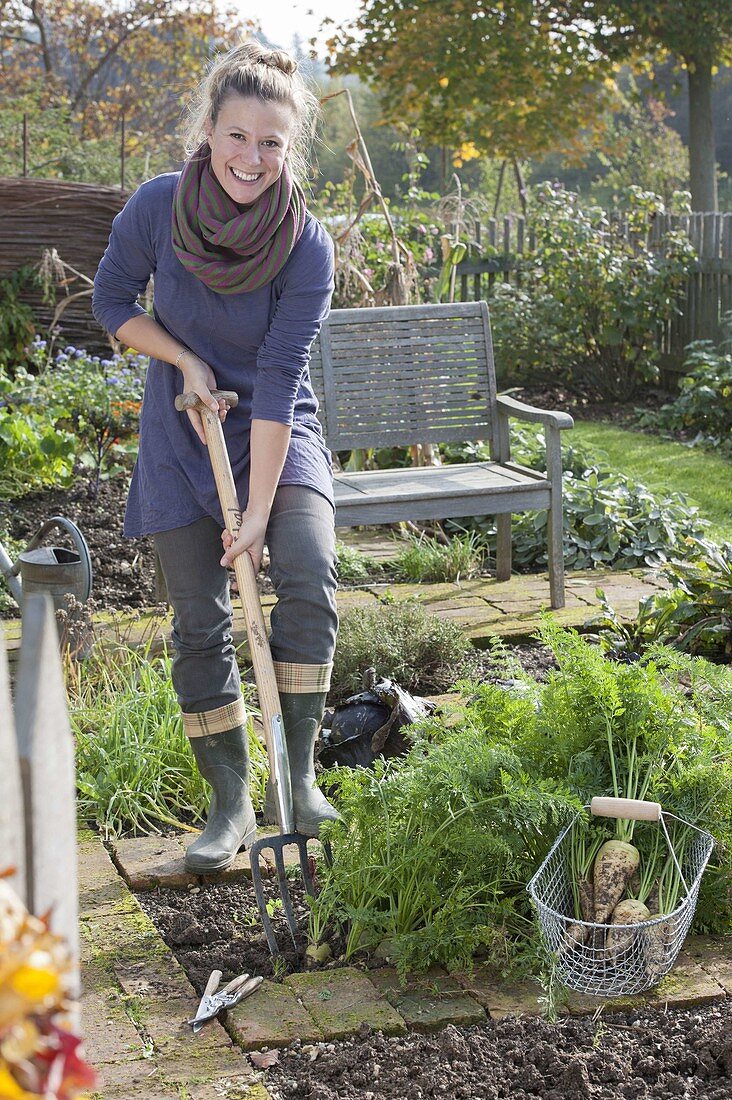 Woman harvesting white carrots in organic garden