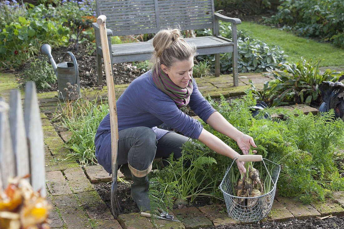 Woman harvesting white carrots in organic garden