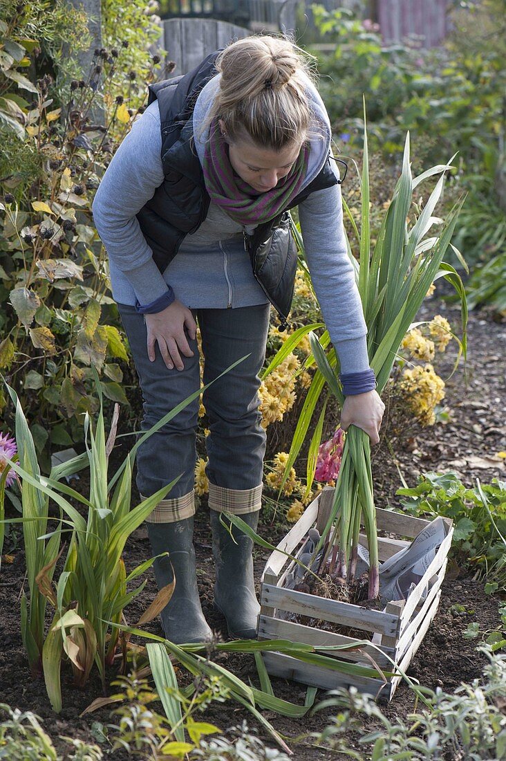 Woman digging gladioli for wintering