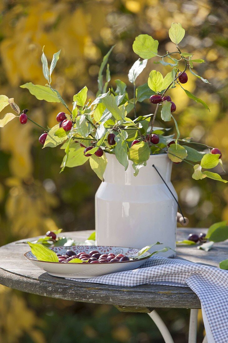 Cornus mas (Cornus) tiwgs bouquet with fruits