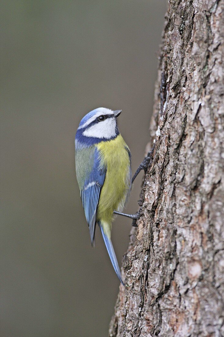 Blue tit (Cyanistes caeruleus, syn. Parus caeruleus) on the tree