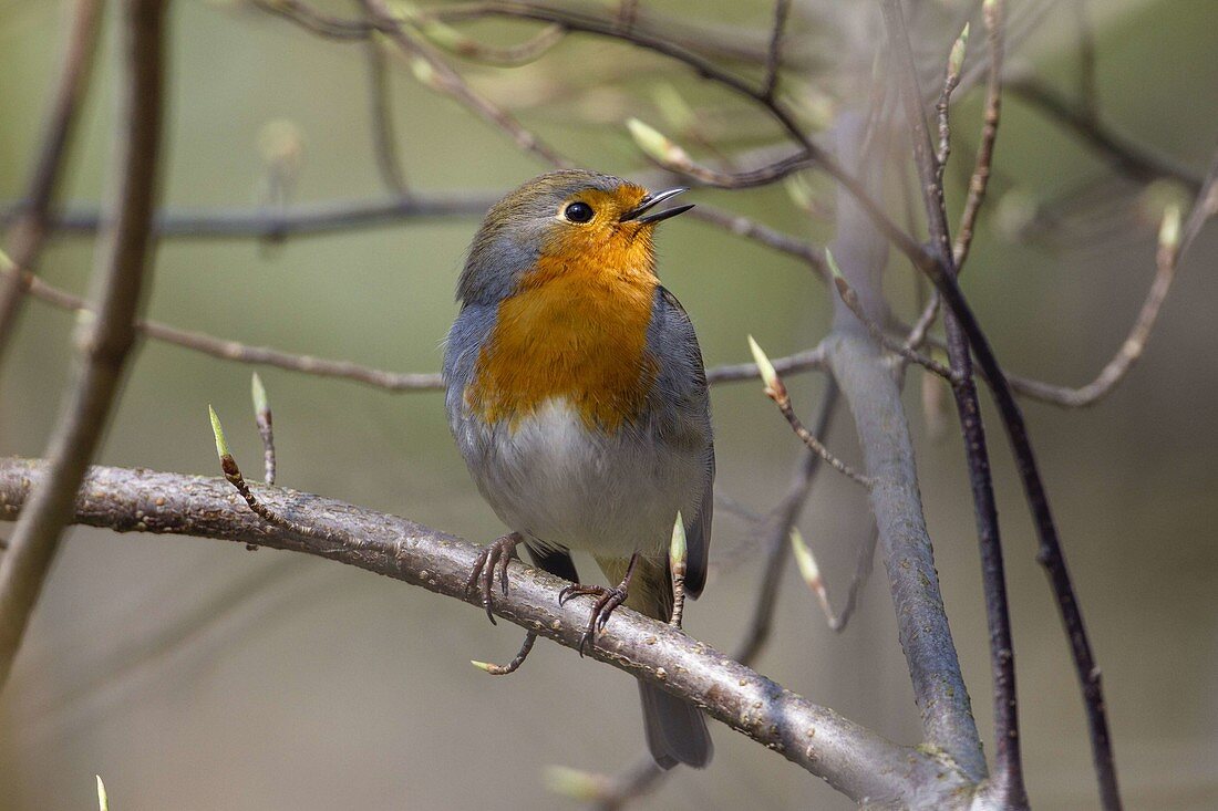 Robin singing in spring, Erithacus rubecula, Bavaria, Germany