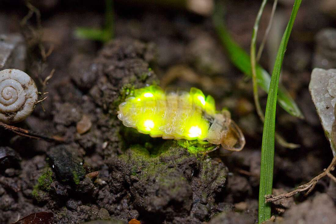 Small firefly, female, Lamprohiza splendidula, Glowworm, Bavaria, Germany / Glowworm, female, Lamprohiza splendidula, Bavaria, Germany