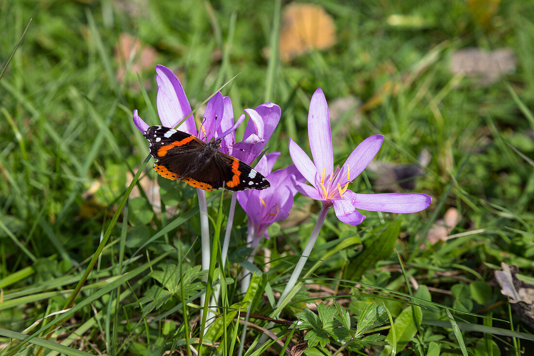 Autumn crocus (Colchicum autumnale) with admiral (Vanessa atalanta), Bavaria, Germany