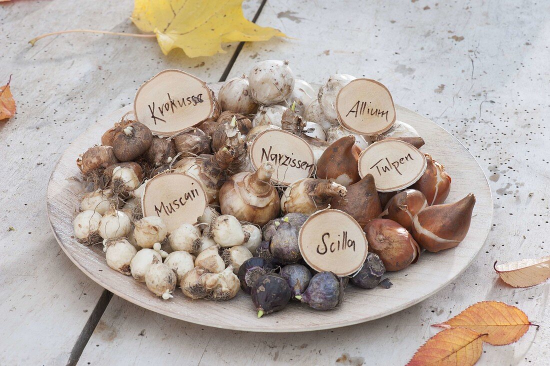 Bowl with flower bulbs for the autumn planting
