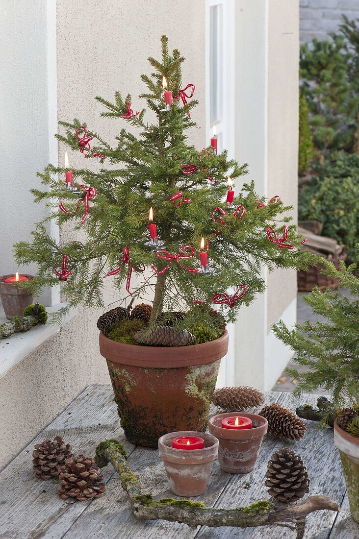 Homegrown picea abies in clay pot, candles, cones