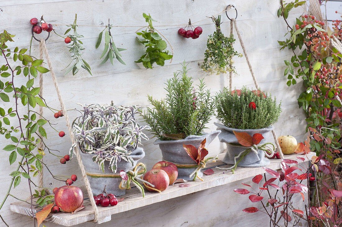 Hanging board as shelf, sage 'tricolor', rosemary