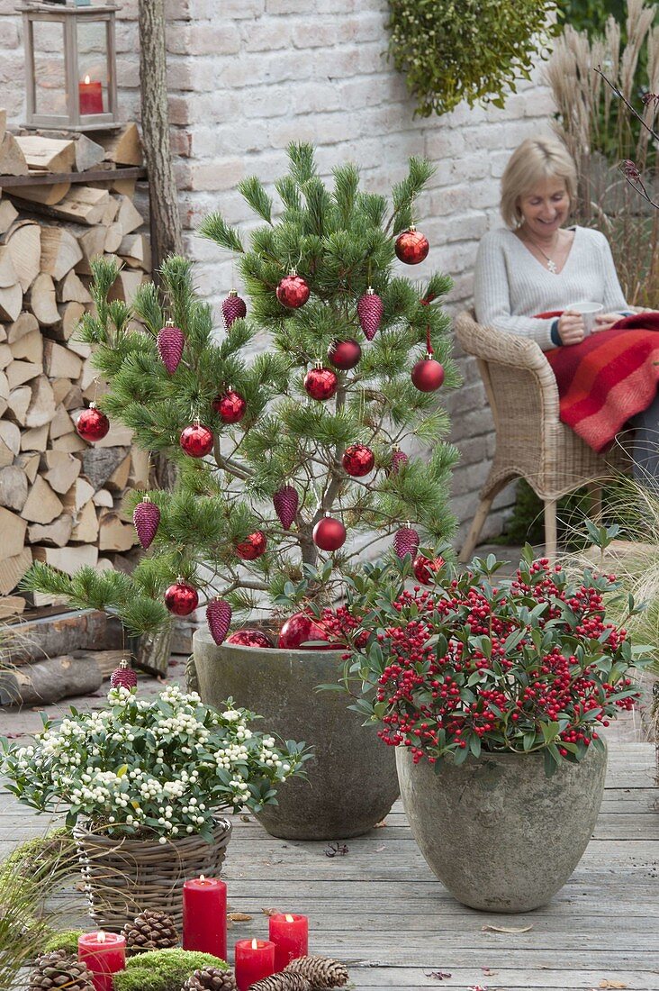 Decorated Pinus parviflora 'Negishi' (Blue Maiden Pine)