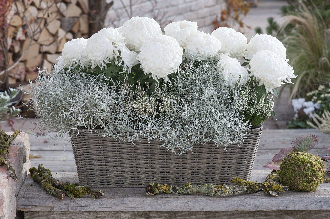 Basket with Chrysanthemum grandiflorum 'Malibu'