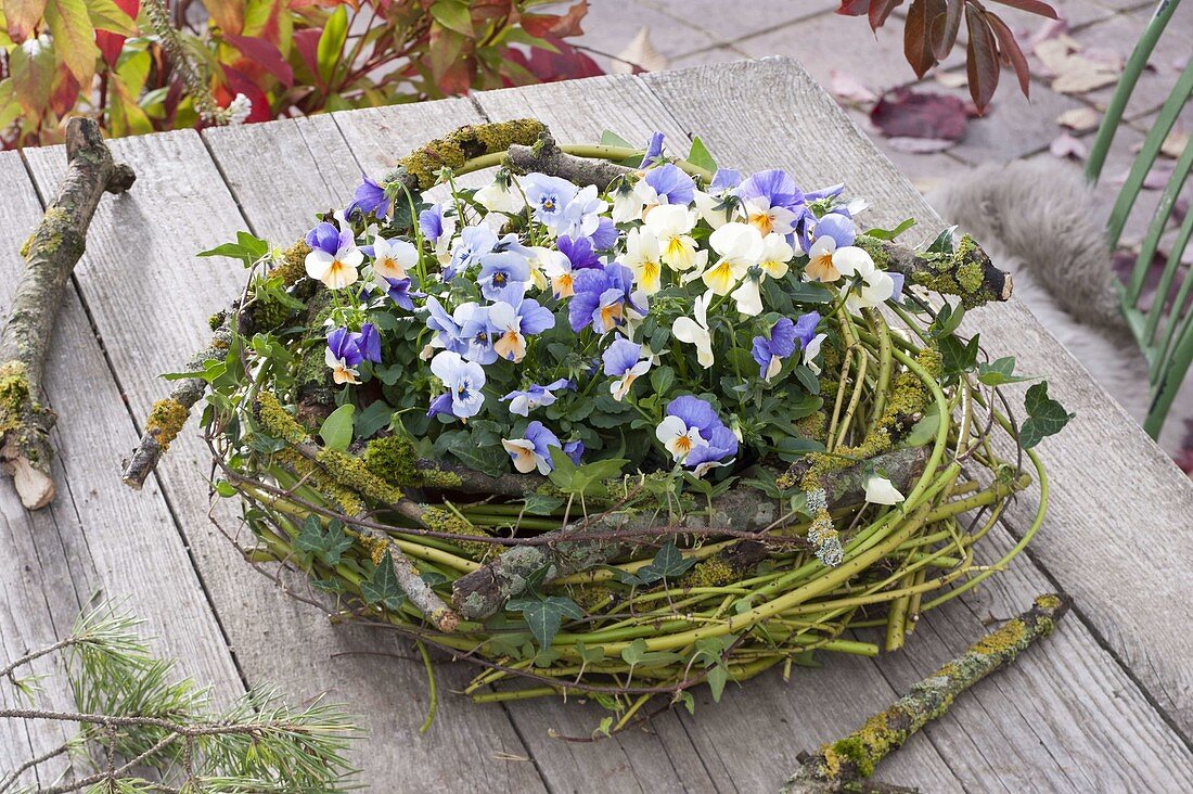 Viola cornuta (horned violet) in a wreath of Cornus (dogwood) twigs