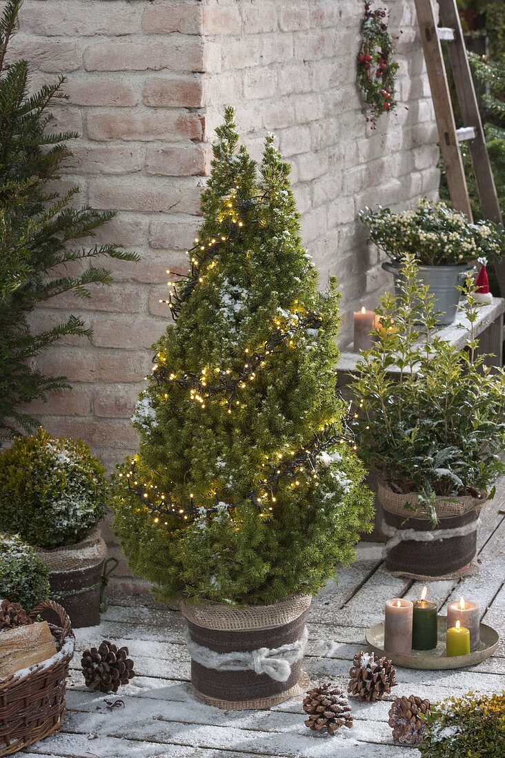 Picea glauca 'Conica' (Zuckerhutfichte) mit Lichterkette, Osmanthus