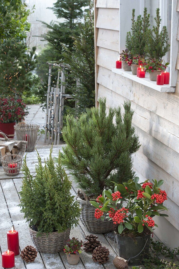 Winter terrace with Pinus, Juniperus, Skimmia