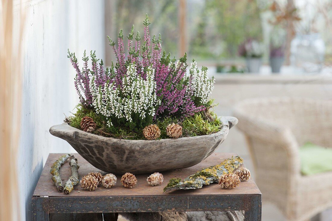 Wooden bowl with Calluna Garden Girls 'Helena' white, 'Susanne' pink