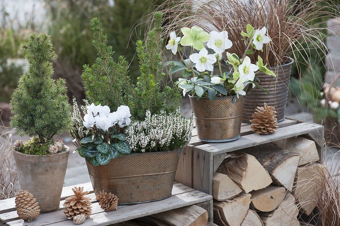 Copper pots with Helleborus niger, Picea glauca 'Conica'