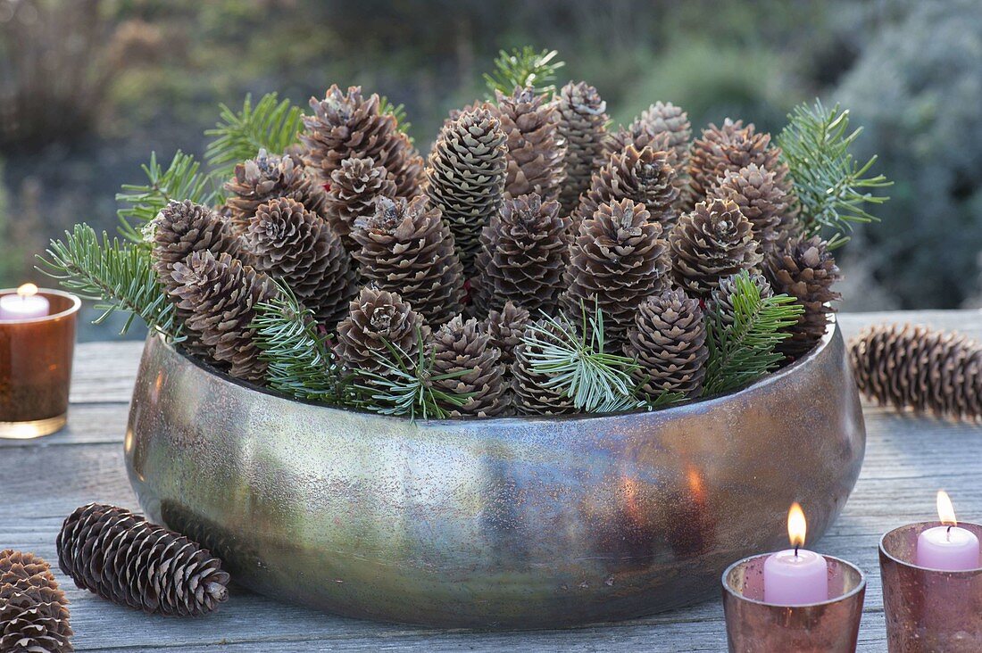 Copper bowl filled with Picea cones and Abies twigs