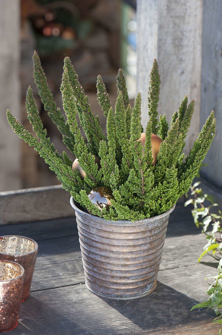 Calluna vulgaris Skyline 'Stockholm' (Besenheide) mit kupfernen Kugeln