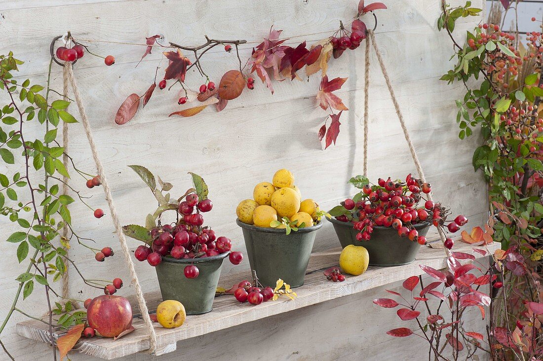 Hanging board autumnal with Rose, Chaenomeles