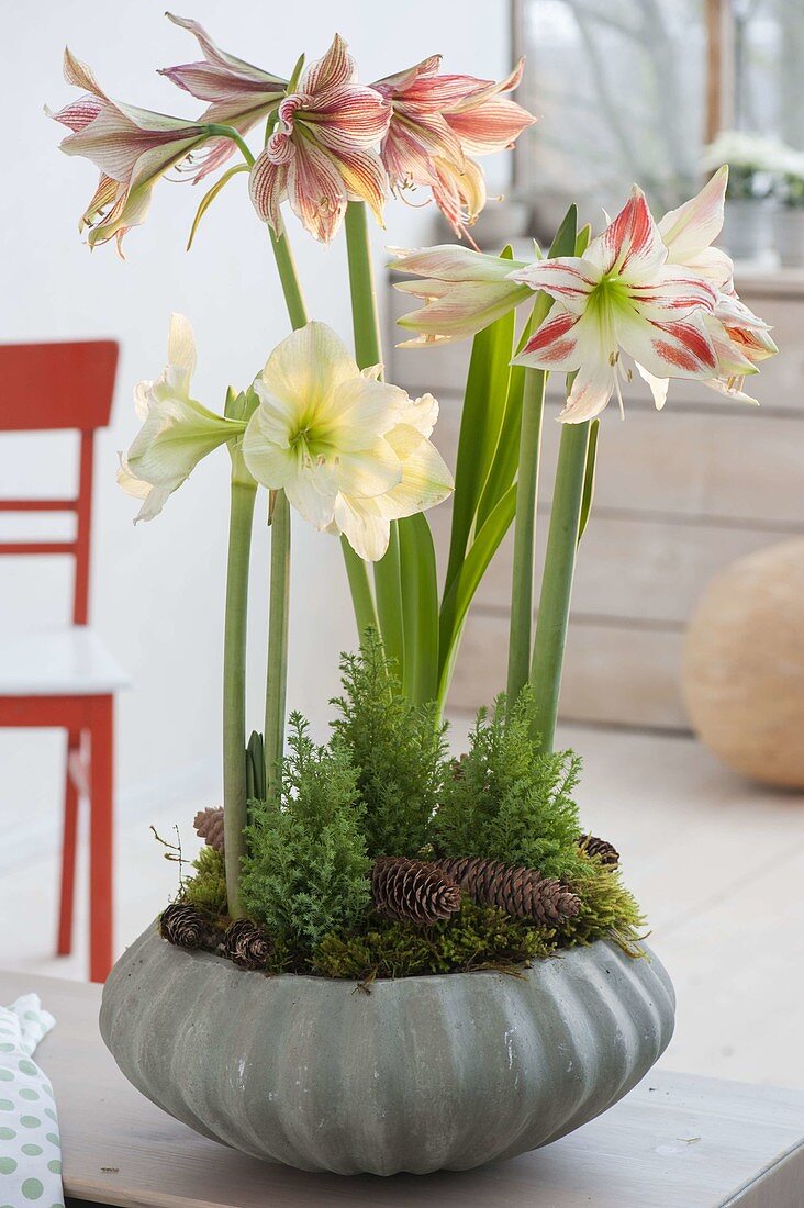 Hippeastrum 'Lemon Star', 'Amorice', 'Exotic Star' (Amaryllis)