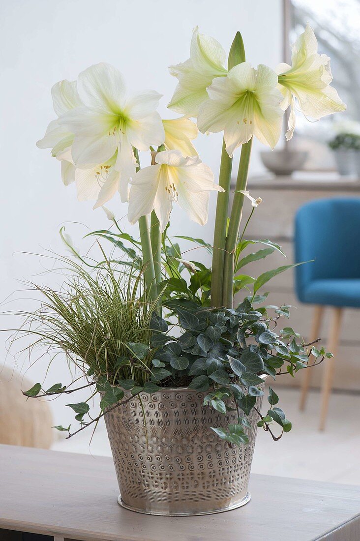 Hippeastrum 'Limona', 'Lemon Star' (Amaryllis) with Hedera (Ivy), Carex (Sedge)