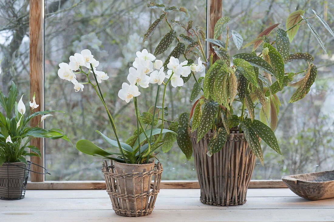 Phalaenopsis, Begonia maculata