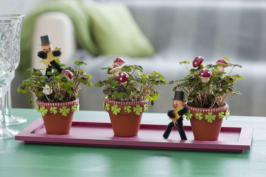 Oxalis deppei in clay pots on wooden coasters, decorated