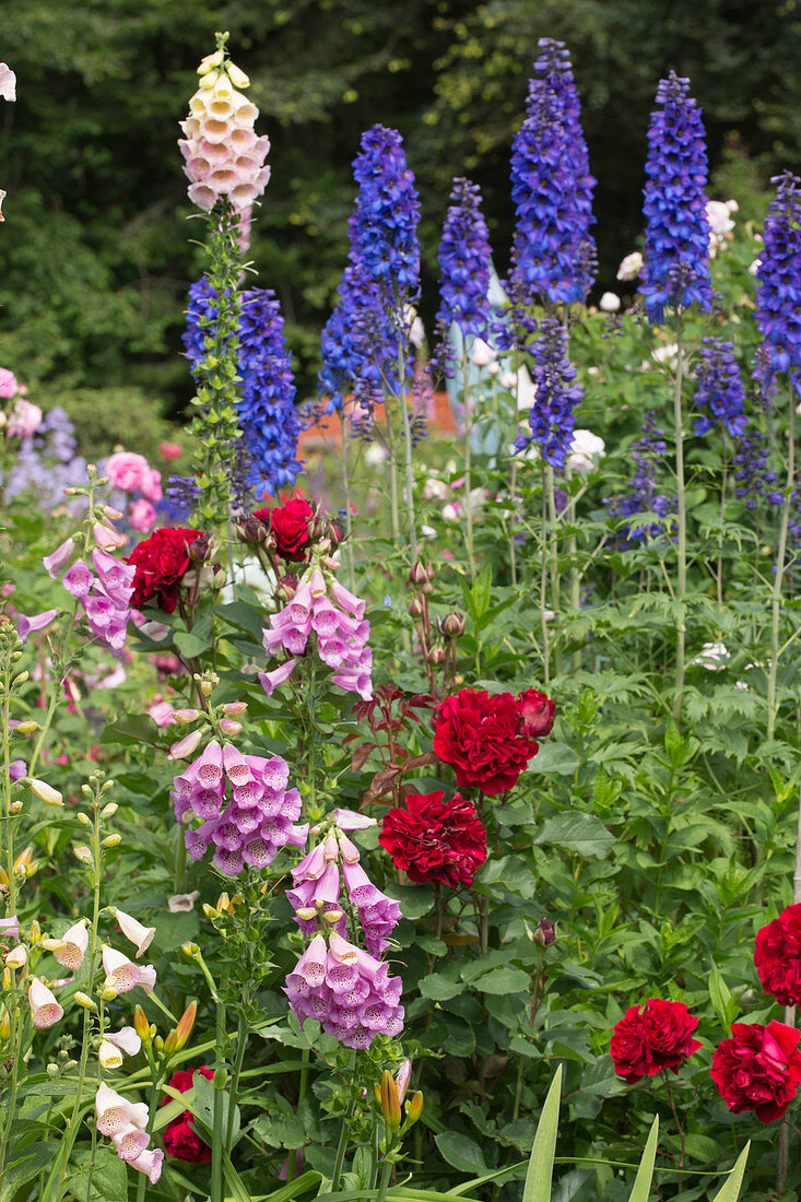 Color combination with Rosa, Digitalis purpurea and Delphinium