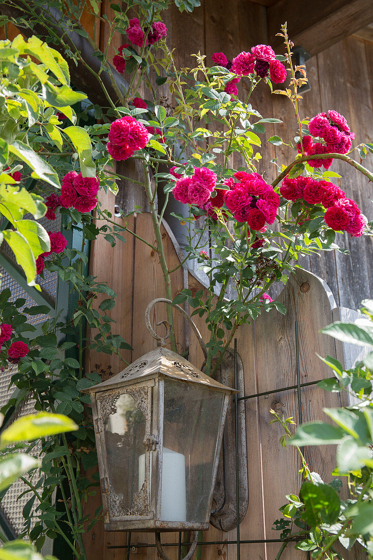 Rosa 'Super Excelsa' (Ramblerrose) an Laterne an Hauswand