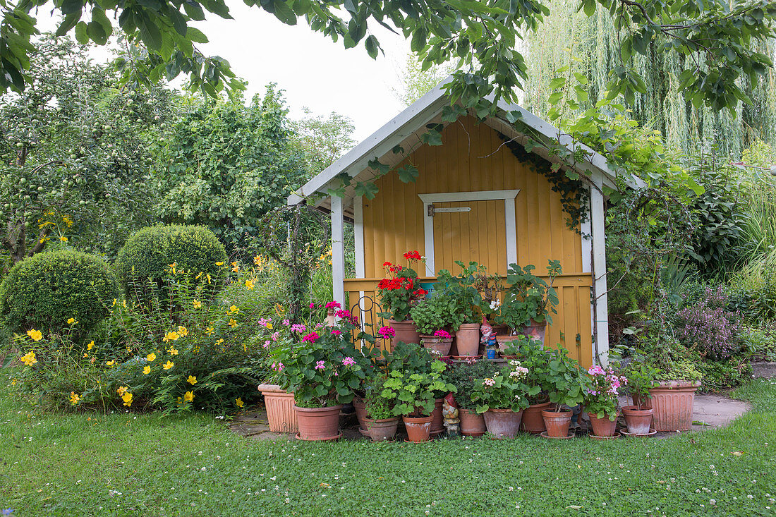 Garden house with many geranium pots in front of it