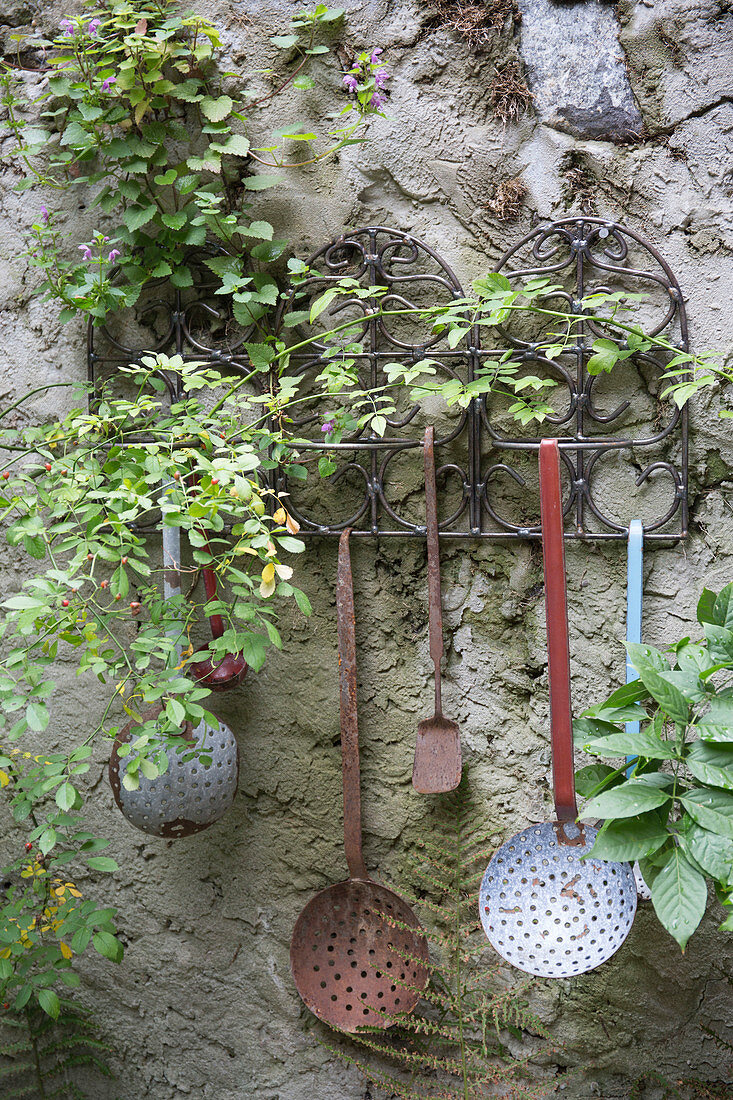 Gestell mit alten Küchengeräten an Wand, Ranke von Rosa (Wildrose), Lamium (Taubnessel) wächst aus der Wand