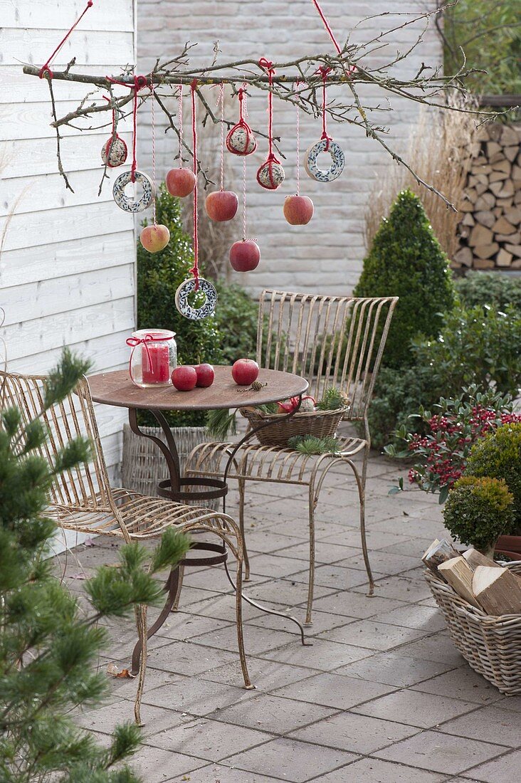 Hanging branch with birdseed