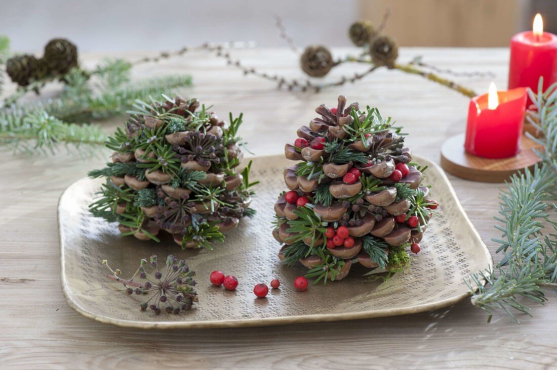 Zapfen von Pinus (Pinie) gefüllt mit roten Beeren von Ilex (Stechpalme)