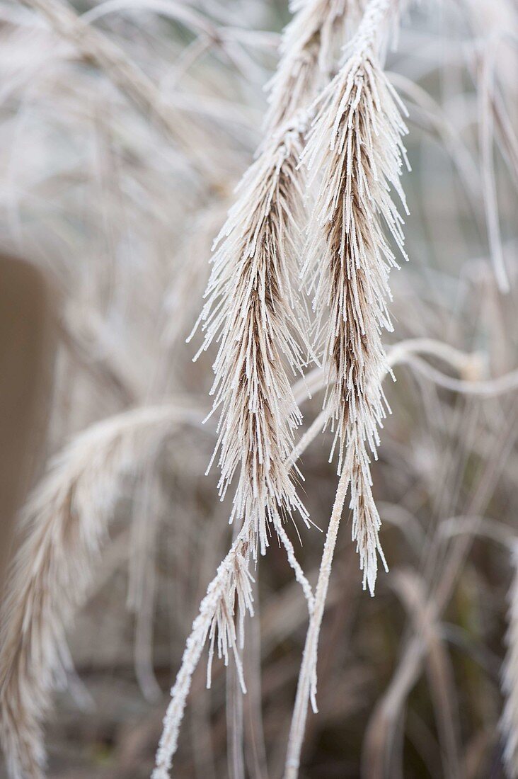 Gefrorene Blüten von Pennisetum rubrum (Federborstengras)