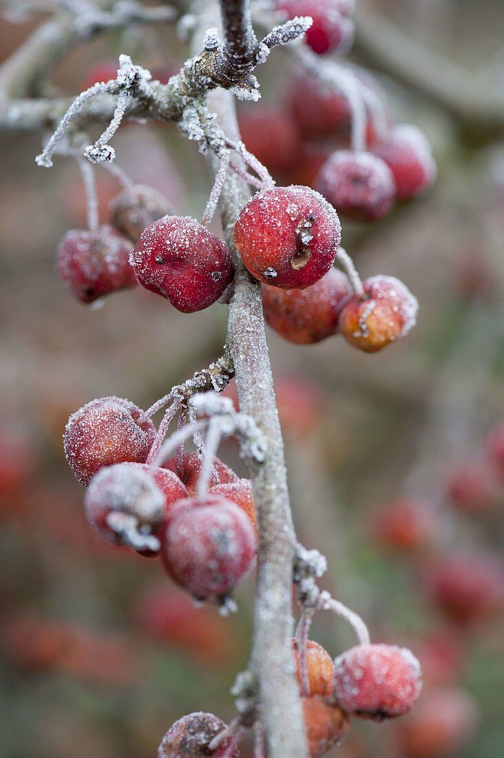 Frosted malus (ornamental apple) on branch