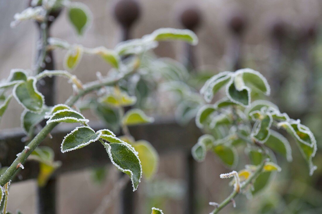 Rosenblatt mit Rauhreifrand - Rosa (Rosen) mit Frost